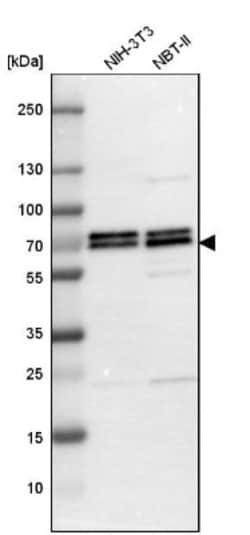 PICALM Antibody, Novus Biologicals 0.1mL; Unlabeled:Antibodies, Polyclonal