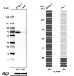 PICALM Antibody, Novus Biologicals 0.1mL; Unlabeled:Antibodies, Polyclonal