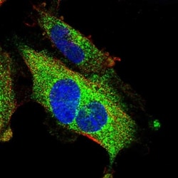 PID1 Antibody, Novus Biologicals:Antibodies:Primary Antibodies
