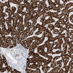 PID1 Antibody, Novus Biologicals:Antibodies:Primary Antibodies