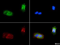 PIEZO1 Antibody - BSA Free, Novus Biologicals:Antibodies:Primary Antibodies
