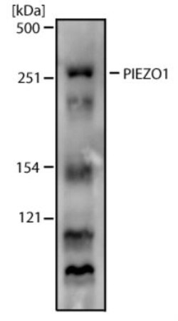 PIEZO1 Antibody - BSA Free, Novus Biologicals 0.025 mL | Buy Online | Novus Biologicals | Fisher Scientific