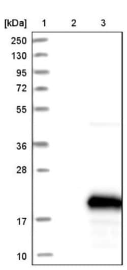 PIG13 Antibody, Novus Biologicals:Antibodies:Primary Antibodies
