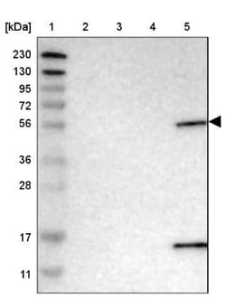 PIGS Antibody, Novus Biologicals 0.1 mL | Buy Online | Novus Biologicals | Fisher Scientific