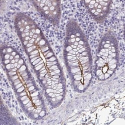 PIGZ Antibody, Novus Biologicals:Antibodies:Primary Antibodies