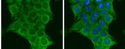 PIK3CA Antibody, Novus Biologicals 0.1mL; Unlabeled:Antibodies, Polyclonal