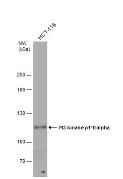PIK3CA Antibody, Novus Biologicals 0.1mL; Unlabeled:Antibodies, Polyclonal