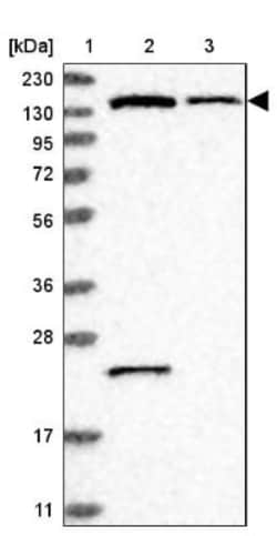 PIK3R4 Antibody, Novus Biologicals:Antibodies:Primary Antibodies