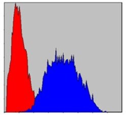PINCH1/LIMS1 Antibody (5G7), Novus Biologicals:Antibodies:Primary Antibodies