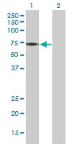Novus Biologicals&trade;&nbsp;PINK1 293T Cell Transient Overexpression Lysate