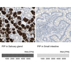 PIP Antibody, Novus Biologicals 0.1mL; Unlabeled:Antibodies, Polyclonal