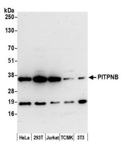 PITPNB Rabbit anti-Human, Mouse, Polyclonal, Novus Biologicals 100&mu;L;