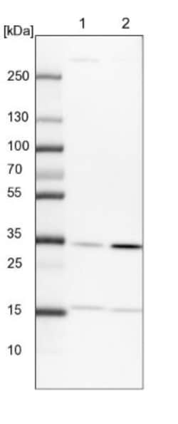 PITPNB Antibody, Novus Biologicals 25 &mu;L; Unlabeled:Antibodies, Polyclonal