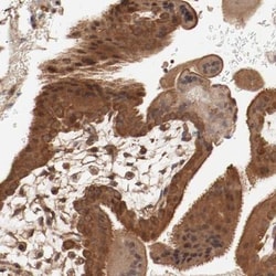 PITPNM2 Antibody, Novus Biologicals:Antibodies:Primary Antibodies