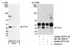 PITX1 Antibody, Novus Biologicals 100 &mu;L | Buy Online | Novus Biologicals | Fisher Scientific
