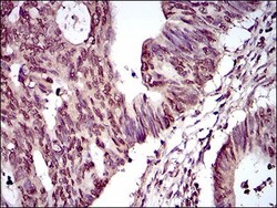 PIWIL4 Antibody (10G9B11) - BSA Free, Novus Biologicals:Antibodies:Primary