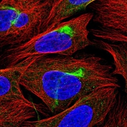 PJA2/Praja2 Antibody, Novus Biologicals 0.1mL; Unlabeled:Antibodies, Polyclonal