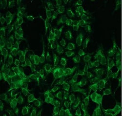 PKC alpha Antibody (G13-R), Novus Biologicals 0.05mL; Unlabeled:Antibodies,
