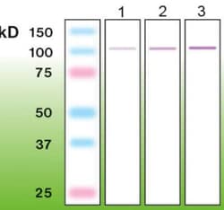 PKC alpha Antibody (G13-R), Novus Biologicals 0.05mL; Unlabeled:Antibodies,