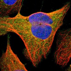 PKC delta Antibody, Novus Biologicals:Antibodies:Primary Antibodies