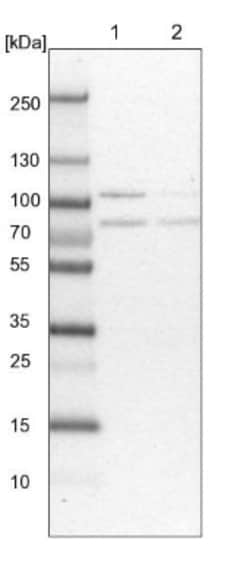 PKC iota Antibody, Novus Biologicals 0.1mL; Unlabeled:Antibodies, Polyclonal