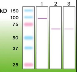 Rabbit anti-PKC zeta, Clone: R14-K, Novus Biologicals 0.05mL; Unlabeled:Antibodies,