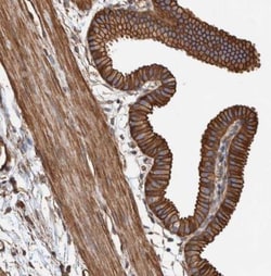 PKD1L1 Antibody, Novus Biologicals:Antibodies:Primary Antibodies