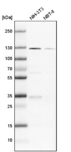 PKN1 Antibody, Novus Biologicals 0.1mL; Unlabeled:Antibodies, Polyclonal