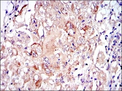 PKN2 Antibody (1D1), Novus Biologicals 0.1mL; Unlabeled:Antibodies, Monoclonal