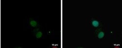 PKNOX1 Antibody, Novus Biologicals 0.1mL; Unlabeled:Antibodies, Polyclonal