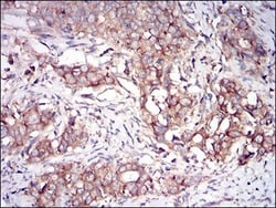 PKR Antibody (6H3A10) - BSA Free, Novus Biologicals 0.1mL; Unlabeled:Antibodies,