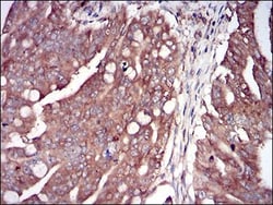 PKR Antibody (6H3A10) - BSA Free, Novus Biologicals 0.1mL; Unlabeled:Antibodies,