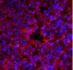PKR Antibody - BSA Free, Novus Biologicals:Antibodies:Primary Antibodies