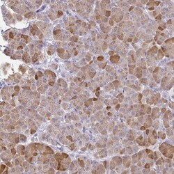 PLA2G1B Antibody, Novus Biologicals:Antibodies:Primary Antibodies