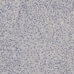 PLA2R1 Antibody, Novus Biologicals:Antibodies:Primary Antibodies