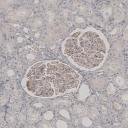 PLA2R1 Antibody, Novus Biologicals:Antibodies:Primary Antibodies