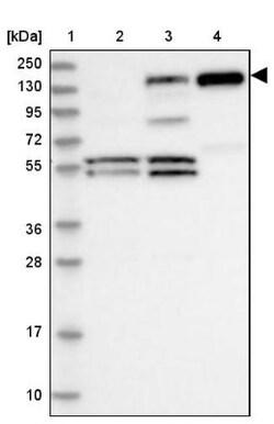 PLC-beta 1 Antibody, Novus Biologicals:Antibodies:Primary Antibodies