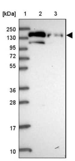 PLC-beta 3 Antibody, Novus Biologicals 25 &mu;L, Unlabeled:Antibodies,