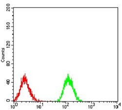 PLC-gamma 1 Antibody (3C2D11) - BSA Free, Novus Biologicals:Antibodies:Primary