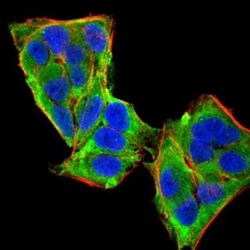 PLC-gamma 1 Antibody (3C2D11) - BSA Free, Novus Biologicals:Antibodies:Primary