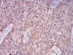 PLC-gamma 1 Antibody (3C2D11) - BSA Free, Novus Biologicals:Antibodies:Primary