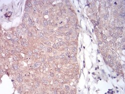 PLC-gamma 1 Antibody (3C2D11) - BSA Free, Novus Biologicals:Antibodies:Primary