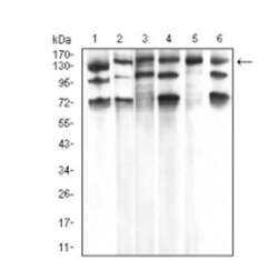 PLC-gamma 1 Antibody (3C2D11) - BSA Free, Novus Biologicals:Antibodies:Primary