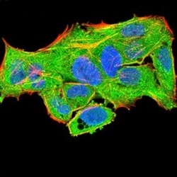 PLC-gamma 1 Antibody (3H1C10) - BSA Free, Novus Biologicals 0.1 mg | Buy Online | Novus Biologicals | Fisher Scientific