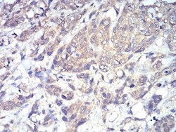 PLC-gamma 1 Antibody (3H1C10) - BSA Free, Novus Biologicals 0.1 mg | Buy Online | Novus Biologicals | Fisher Scientific