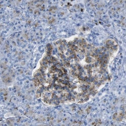 PLD3/Phospholipase D3 Antibody, Novus Biologicals:Antibodies:Primary Antibodies