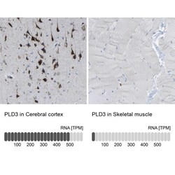 PLD3/Phospholipase D3 Antibody, Novus Biologicals:Antibodies:Primary Antibodies