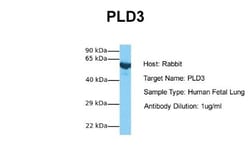PLD3/Phospholipase D3 Antibody, Novus Biologicals 100 &mu;L | Buy Online | Novus Biologicals | Fisher Scientific