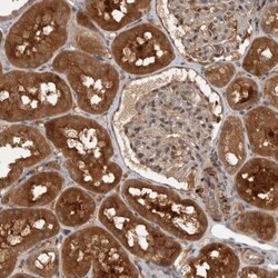 PLEKHM1 Antibody, Novus Biologicals:Antibodies:Primary Antibodies
