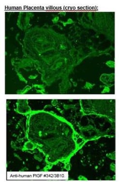 PLGF Antibody (3B10) - Azide and BSA Free, Novus Biologicals:Antibodies:Primary